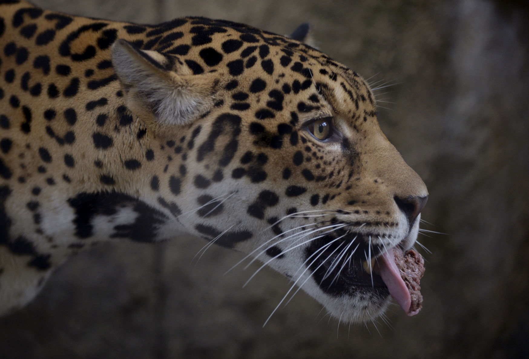 NO.jaguarreopens.020619.00019.JPG